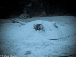 Black & White of a Sting Ray hidden in the sand. by Richard Mirande 